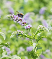 Mäta dlholistá - Mentha longifolia - semiačka - 100 ks