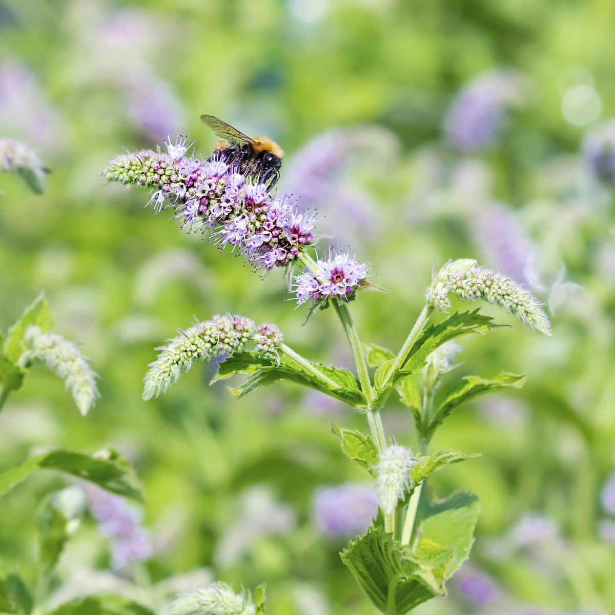Mäta dlholistá - Mentha longifolia - semiačka - 100 ks
