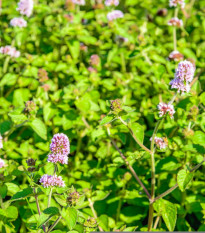 Mäta vodná - Mentha aquatica - semiačka - 200 ks
