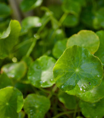 Gotu Kola - Centella asiatica - predaj semien - 4 ks