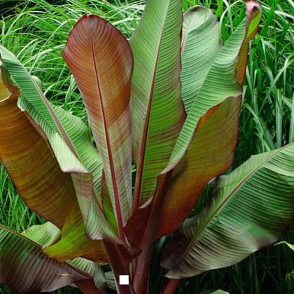 Banánovník habešský - Ensete vetricosum - semiačka - 3 ks