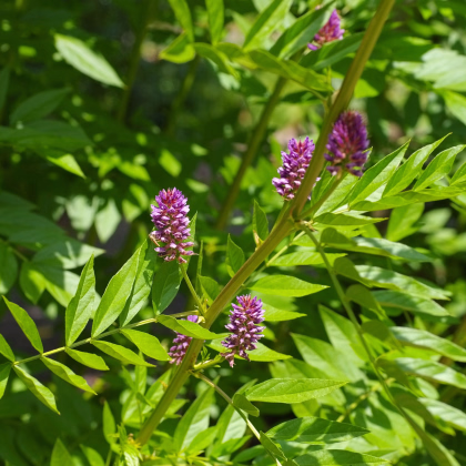 Sladovka hladkoplodá - Glycyrrhiza glabra - sladké drievko - semiačka - 4 ks