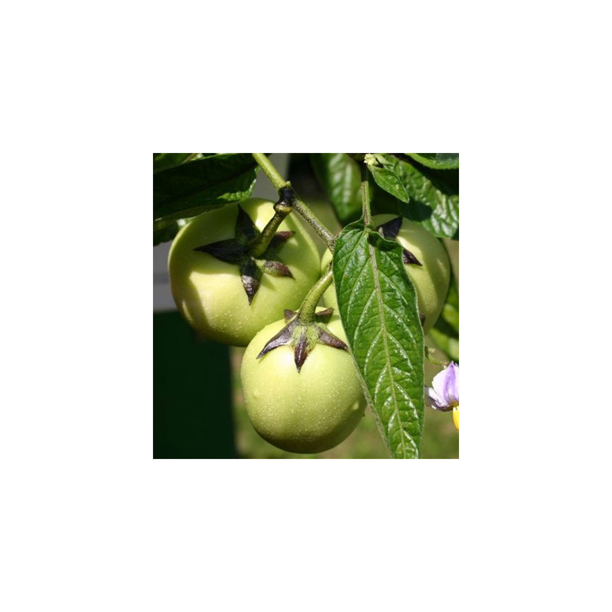 Pepíno - Solanum muricatum - semiačka - 5 ks