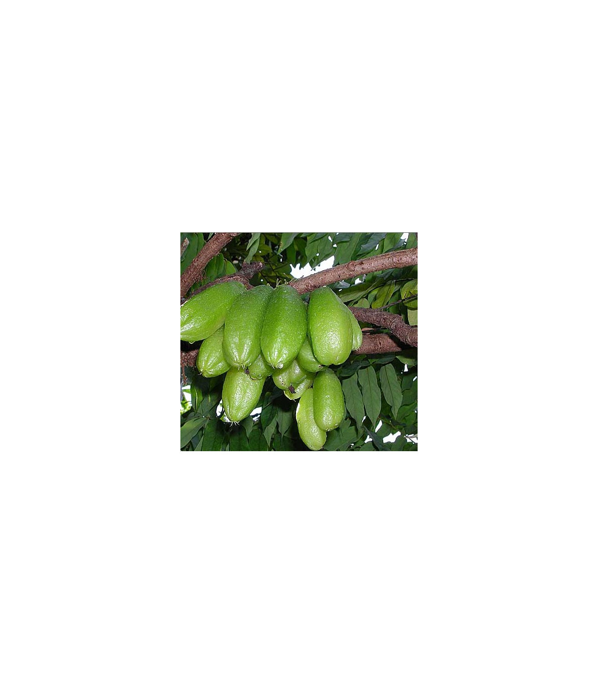 Karambola Bilimbi - Uhorkový strom - Averrhoa carambola - semiačka - 5 ks