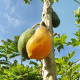 Papaya Sunrise - Carica Papaya - semiačka - 4 ks