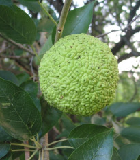 Maklura oranžová - Maclura pomifera - semiačka - 5 ks