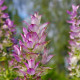 Šalvia muškátová - Salvia sclarea - predaj semien - 50 ks