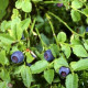 Čučoriedka čierna - Vaccinium myrtillus - semiačka - 7 ks