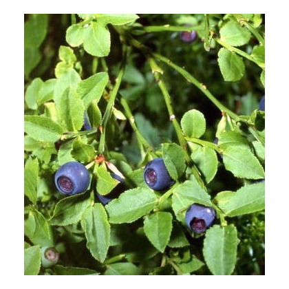 Čučoriedka čierna - Vaccinium myrtillus - semiačka - 7 ks