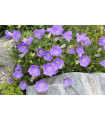 Zvonček karpatský modrý - Campanula carpatica - predaj semien - 400 ks