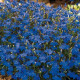 Lobelka drobná Crystal Palace - Lobelia erinus - predaj semien - 1000 ks