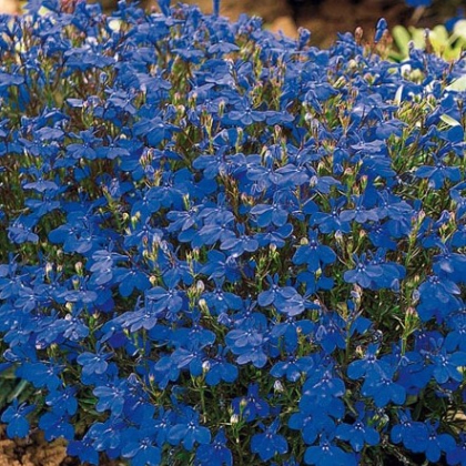 Lobelka drobná Crystal Palace - Lobelia erinus - predaj semien - 1000 ks