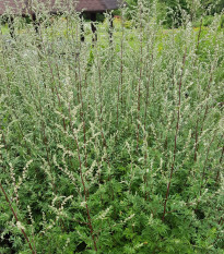 Palina obyčajná - Artemisia vulgaris -semiačka - 0,01 g