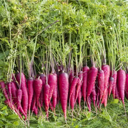 Mrkva Purple Dragon - Daucus carota - semiačka - 80 ks