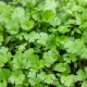 Koriander siaty Leisure - Coriandrum sativum - semiačka - 100 ks