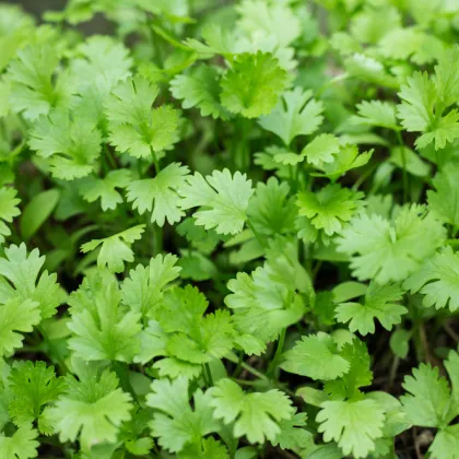 Koriander siaty Leisure - Coriandrum sativum - semiačka - 100 ks