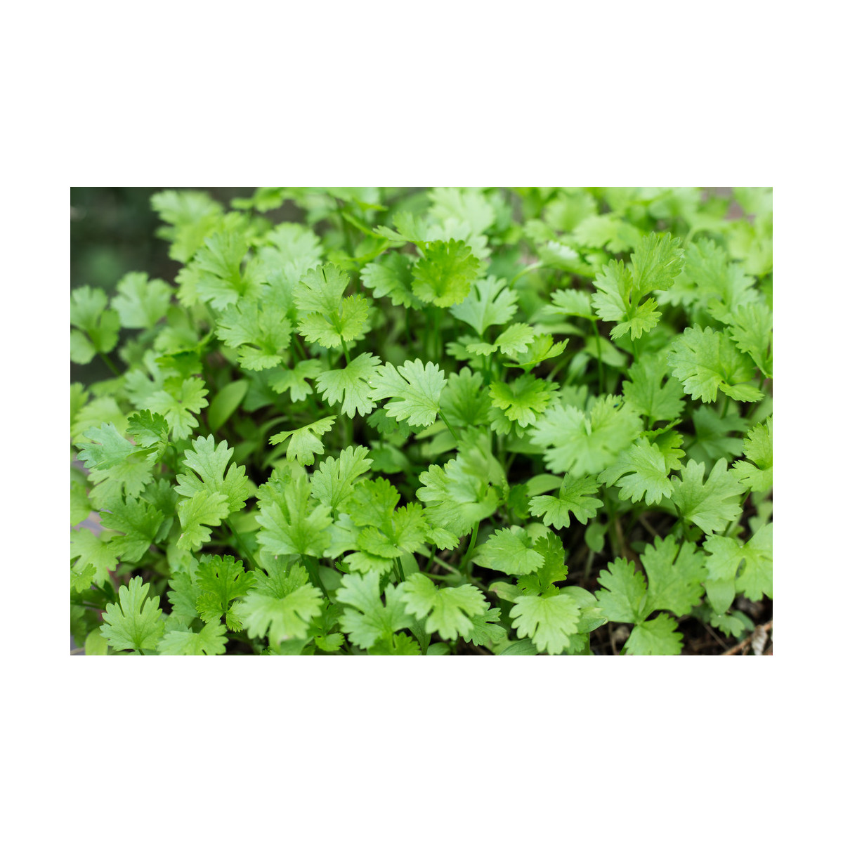 Koriander siaty Leisure - Coriandrum sativum - semiačka - 100 ks