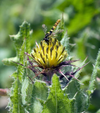 Benedikt lekársky - Cnicus benedictus - semiačka - 10 ks
