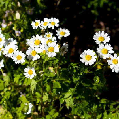 Rimbaba obyčajná - Tanacetum parthenium - semiačka - 15 ks