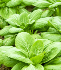 Choy Sum čínska kapusta Fuubi - semiačka - 100 ks