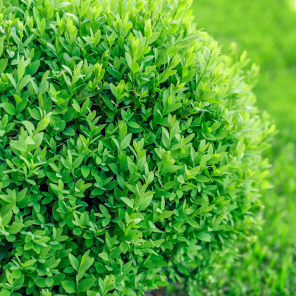Krušpán vždyzelený - Buxus sempervirens - semiačka - 10 ks