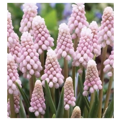 Modrica ružová - Muscari Pink Sunrise - predaj cibuľovín - 2 ks