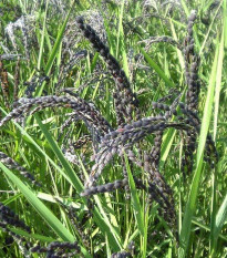 Ryža siata - Oryza sativa - semiačka - 12 ks