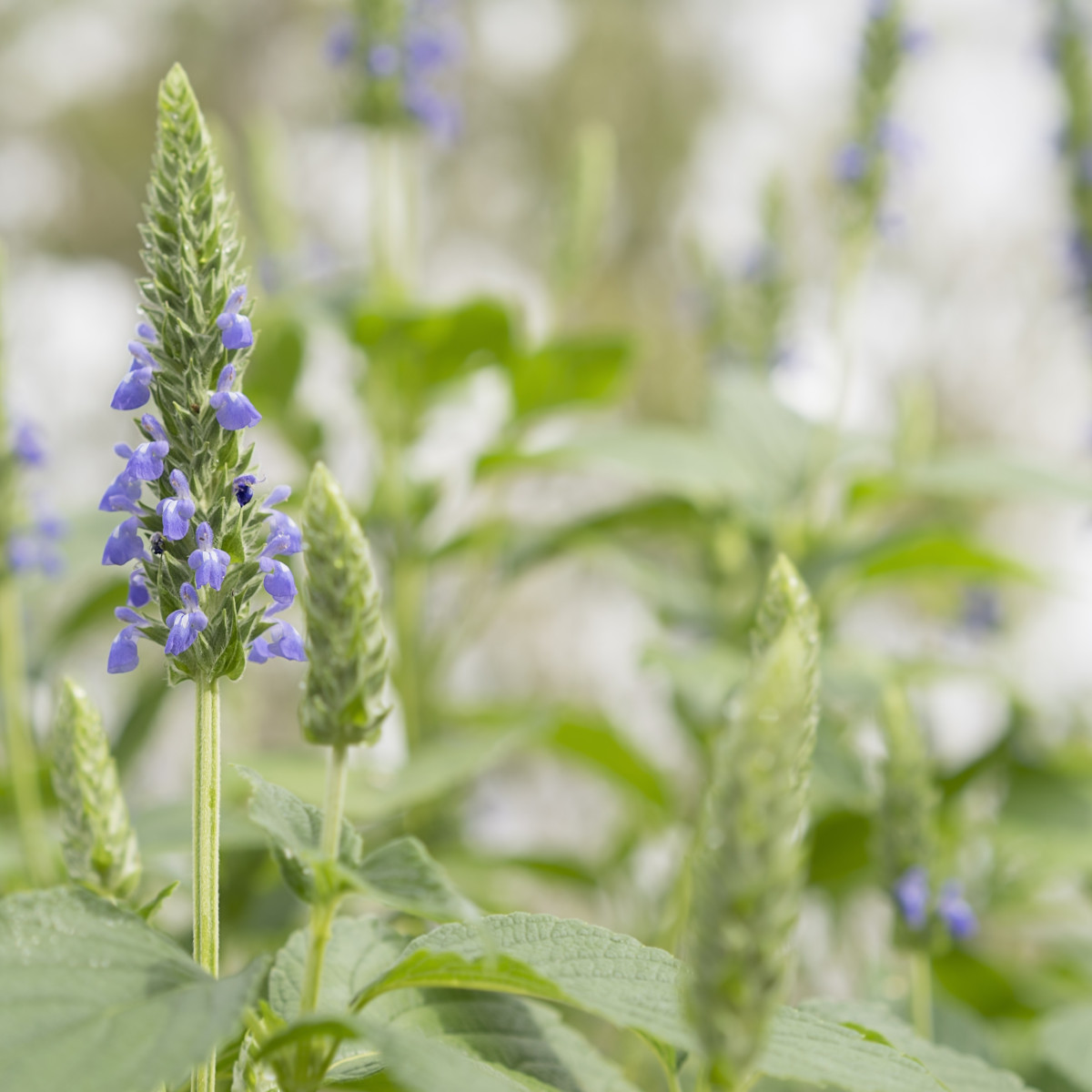 Chia - Salvia hispanica - semiačka - 10 ks