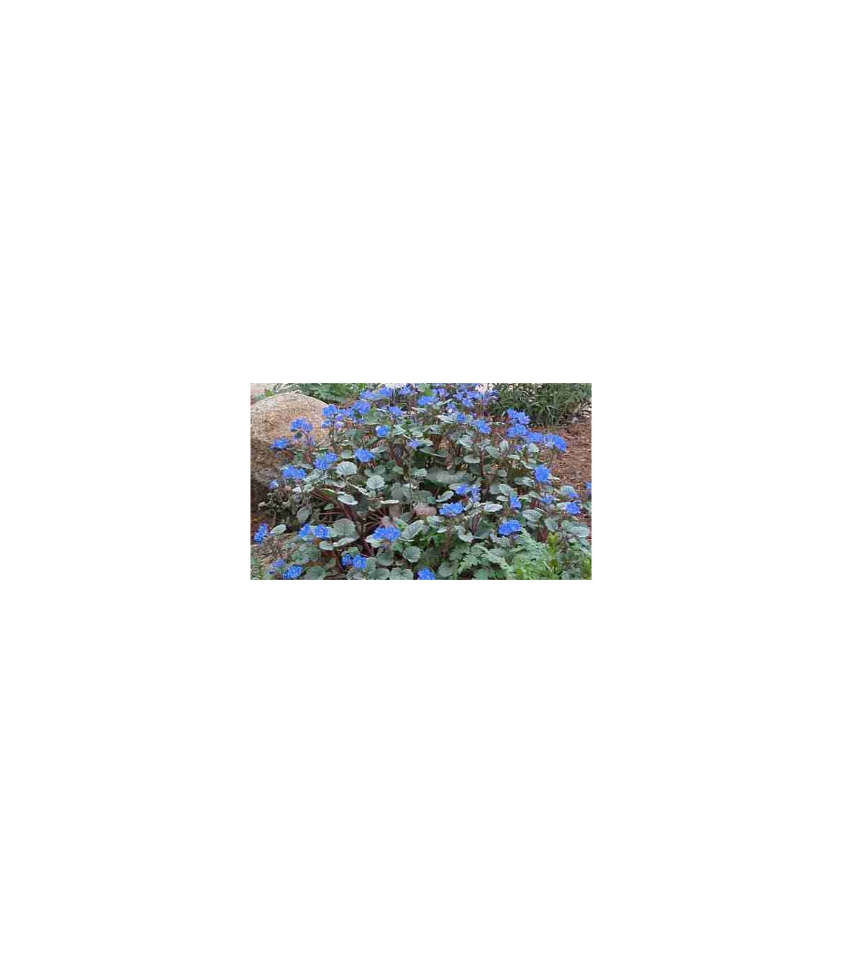 Facélia modrá - Phacelia campanularia - pre včely - semiačka - 0,7 g