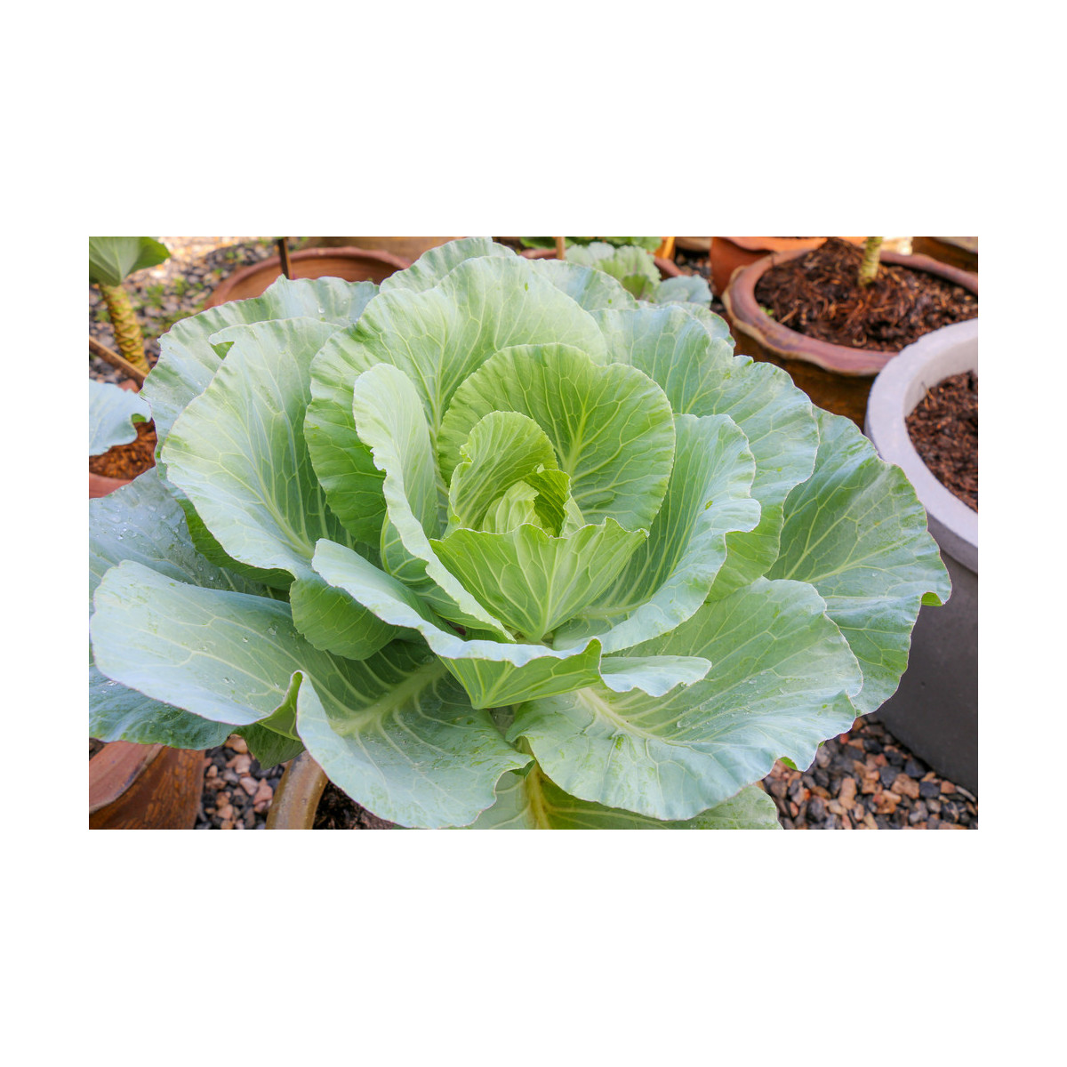 Kapusta biela poloneskorá - Brassica oleracea - predaj semien kapusty - 200 ks