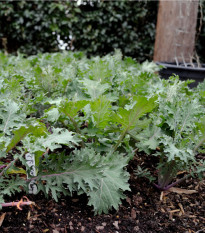 Kel Red Russian - Brassica oleracea - semená kelu - 150 ks