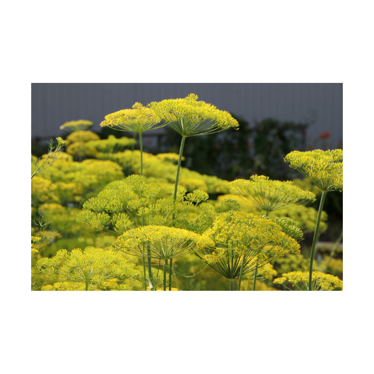 Bio Kôpor voňavý - Anethum graveolens - predaj bio semien - 300 ks