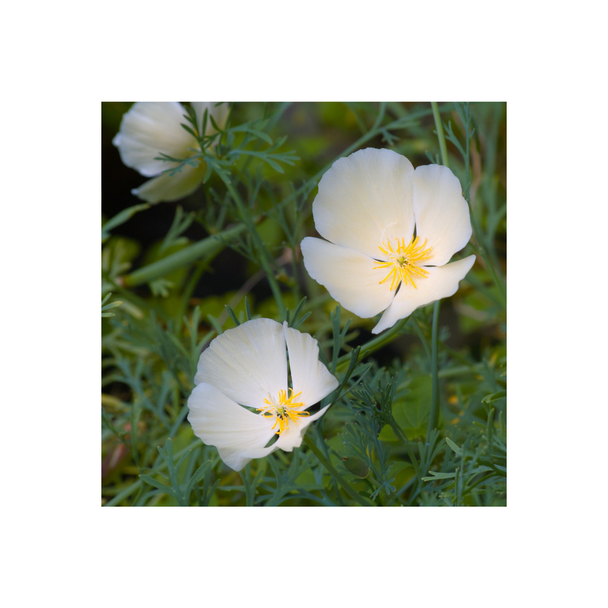 Slncovka kalifornská biela- Eschscholzia californica - predaj semien - 450 ks
