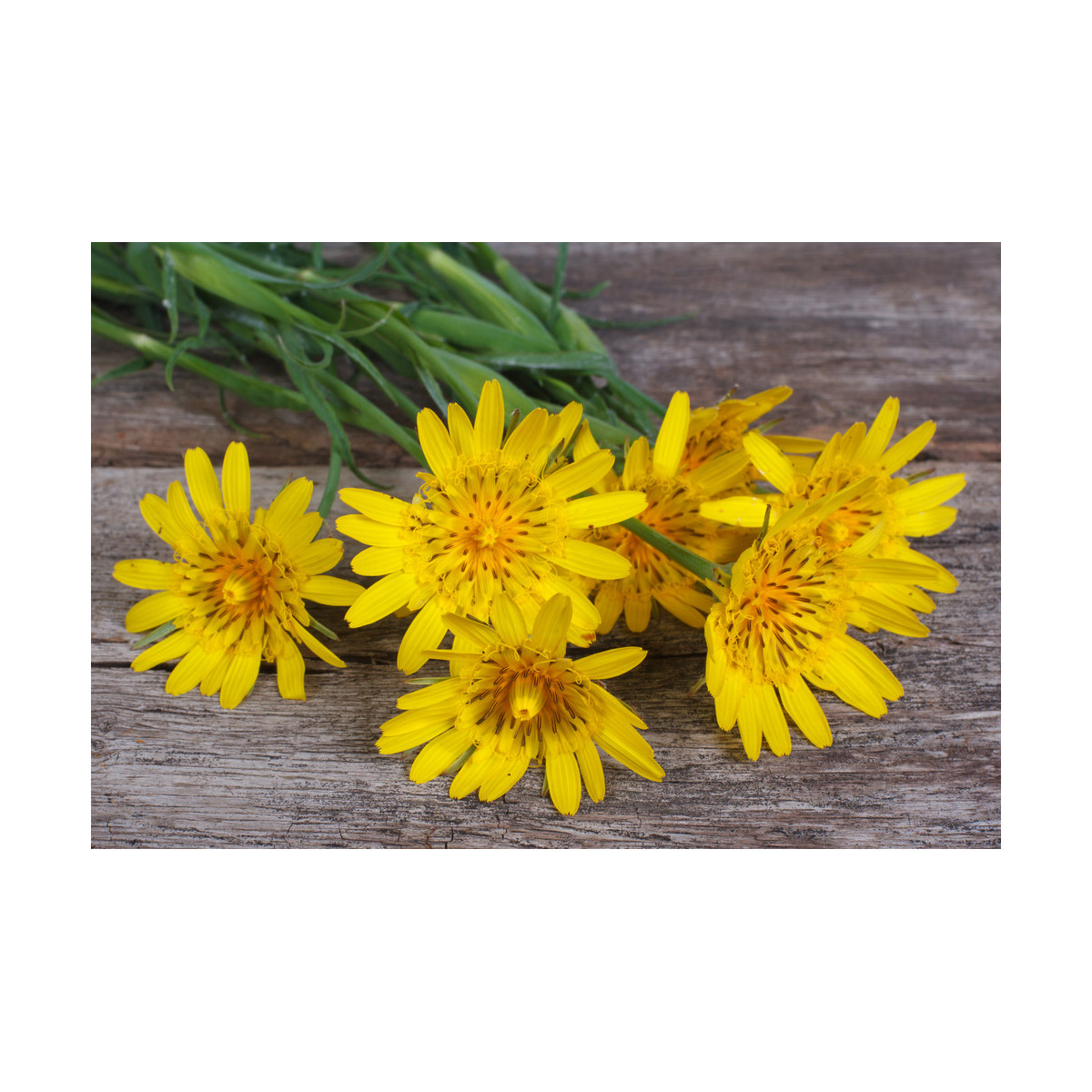 Čierny koreň - Scorzonera hispanica - semená koreňa - 120 ks