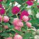Gomfréna hlávkatá zmes farieb - Gomphrena globosa - predaj semien - 35 ks