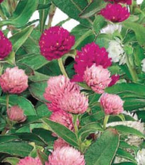 Gomfréna hlávkatá zmes farieb - Gomphrena globosa - predaj semien - 35 ks