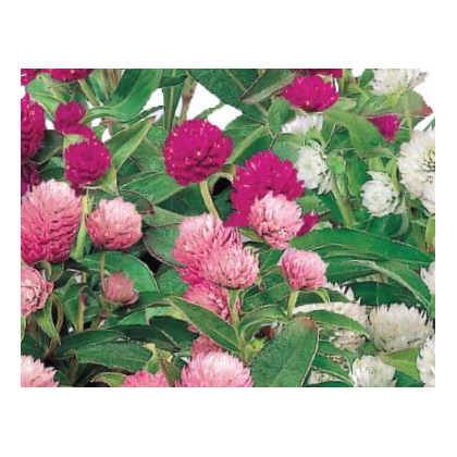 Gomfréna hlávkatá zmes farieb - Gomphrena globosa - predaj semien - 35 ks