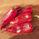 Bio Paprika Atris F1 - Capsicum annuum - predaj bio semien - 5 ks