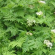 BIO Trebuľka - Anthriscus cerefolium - predaj bio semien - 0,8 g