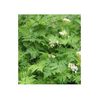 BIO Trebuľka - Anthriscus cerefolium - predaj bio semien - 0,8 g
