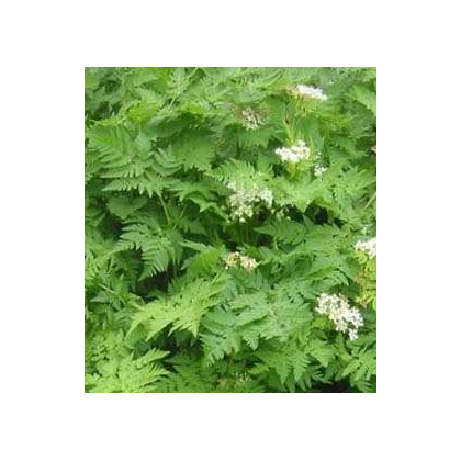 BIO Trebuľka siata - Anthriscus erefolium - semiačka - 0,8 g