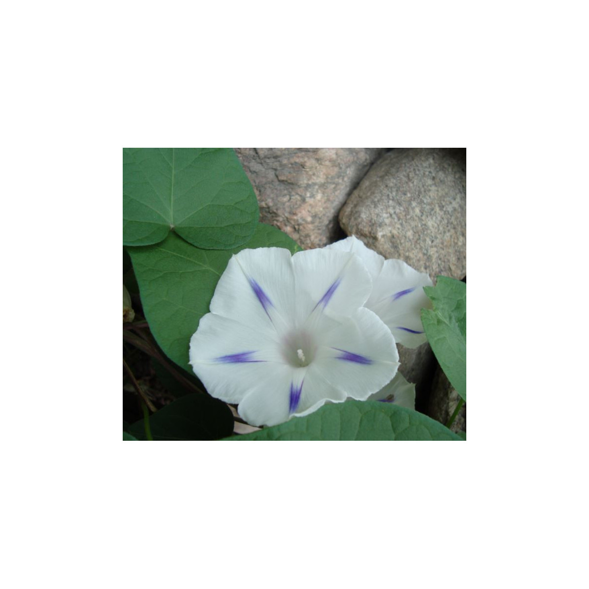 Povojník purpurový Milky Way - Ipomoea purpurea - predaj semien - 25 ks