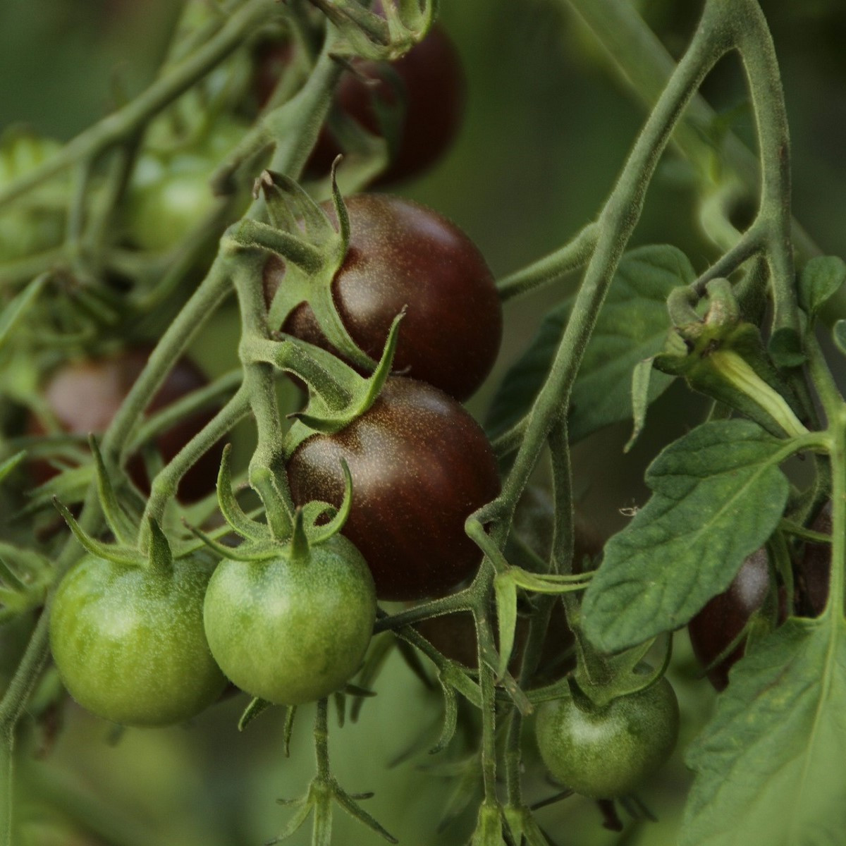 Paradajka Black Opal - kolíková odroda - Solanum lycopersicum - Predaj semien rajčiaka - 7 ks