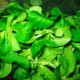 BIO Valeriánka poľná - Valerianella locusta - semiačka - 1,2 gr