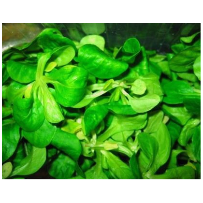 BIO Valeriánka poľná - Valerianella locusta - semiačka - 1,2 gr