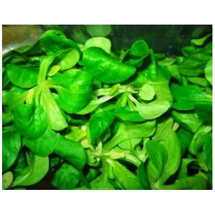 BIO Valeriánka poľná - Valerianella locusta - semiačka - 1,2 gr