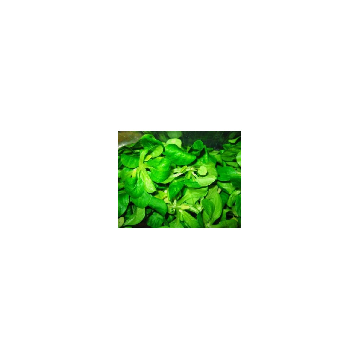 BIO Valeriánka poľná - Valerianella locusta - semiačka - 1,2 gr