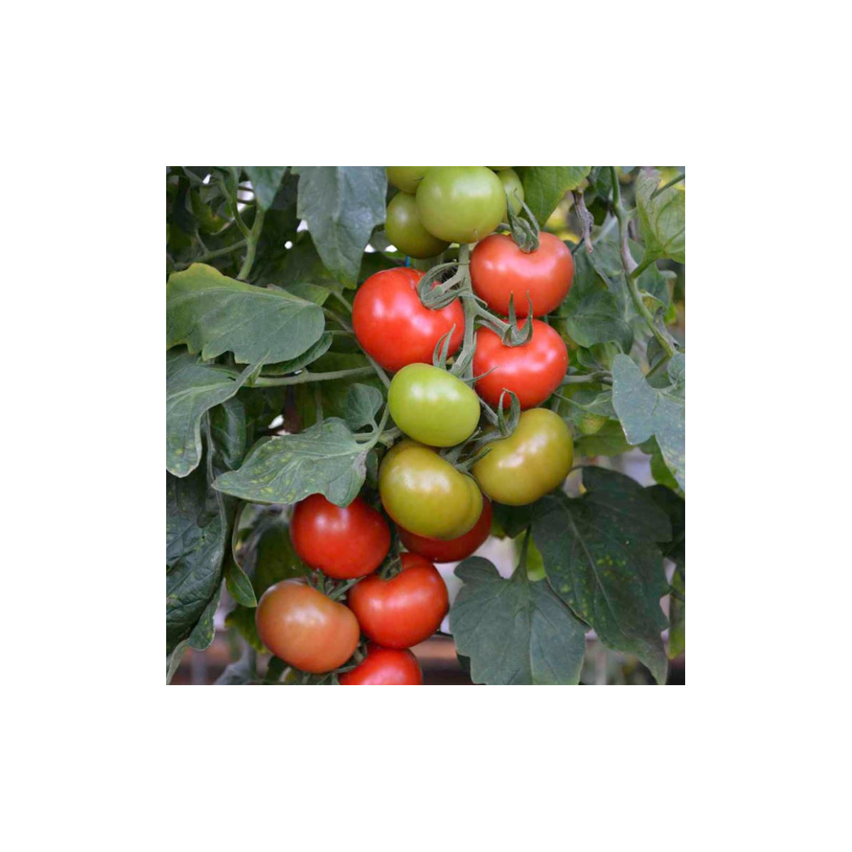 Paradajka Crimson Crush F1 - kolíková odroda - Solanum lycopersicum - Predaj semien rajčiaka - 7 ks