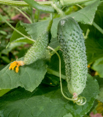 Bio uhorka nakladačka F1 Diamant - Cucumis sativus - predaj bio semien - 8 ks