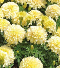 Aksamietnica vzpriamená Eskimo - Tagetes erecta - predaj semien - 30 ks